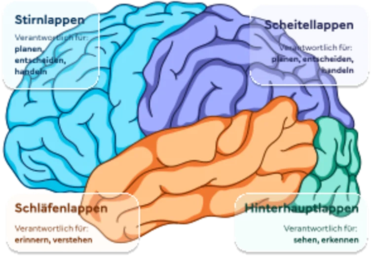 Eine Grafik zeigt bunt voneinander abgesetzt die verschiedenen Bereiche des Gehirns.