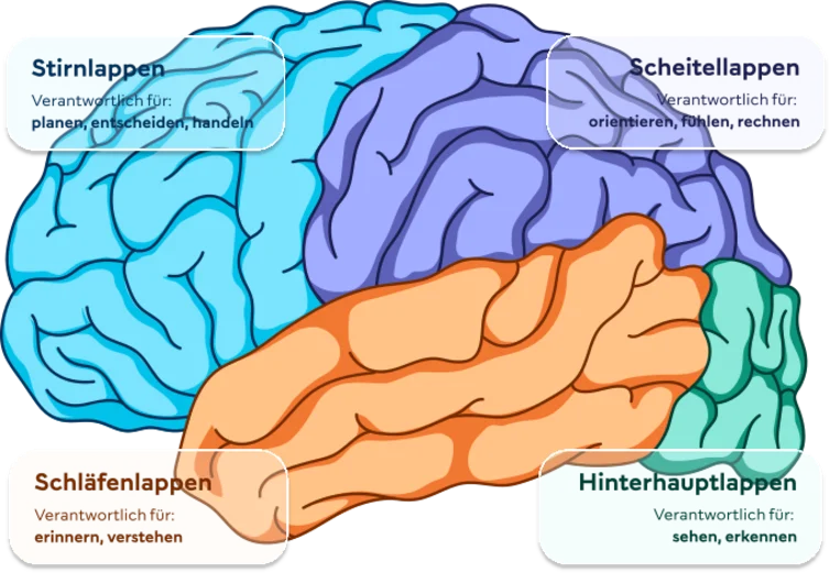 Eine Grafik zeigt bunt voneinander abgesetzt die verschiedenen Bereiche des Gehirns.